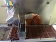 Chocolate cooling tunnel with cobrideira Pirg
