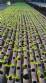 Complete hydroponics company
